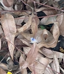 Leptotes marina