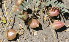 Astragalus douglasii parishii