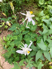 Aquilegia coerulea