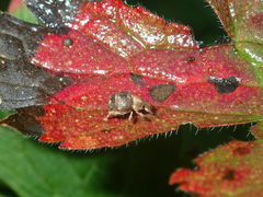 Pseudocneorhinus bifasciatus