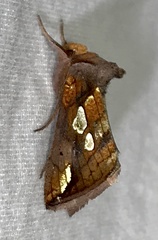 Plusia magnimacula