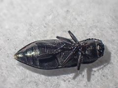 Melanophila