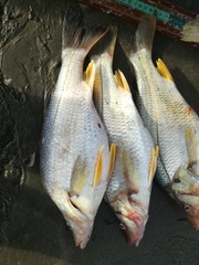 Centropomus robalito