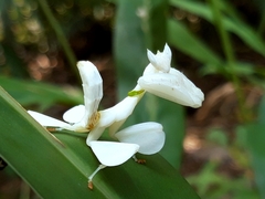 Hymenopus coronatus