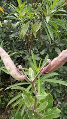 Asclepias otarioides
