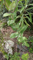 Asclepias otarioides