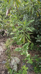 Asclepias otarioides