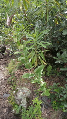 Asclepias otarioides