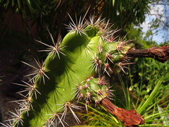 Stenocereus standleyi
