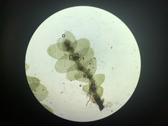 Calypogeia integristipula