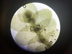 Calypogeia integristipula
