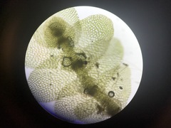 Calypogeia integristipula