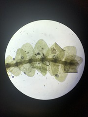Calypogeia integristipula