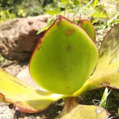 Echeveria rubromarginata