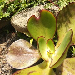 Echeveria rubromarginata