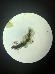 Calypogeia integristipula