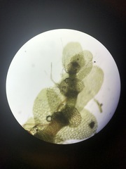 Calypogeia integristipula