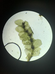 Calypogeia integristipula