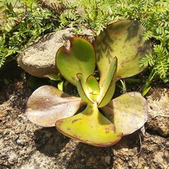 Echeveria rubromarginata