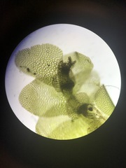 Calypogeia integristipula