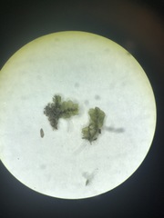 Calypogeia integristipula