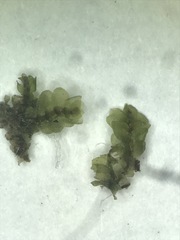 Calypogeia integristipula