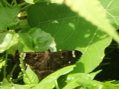 Erebus hieroglyphica