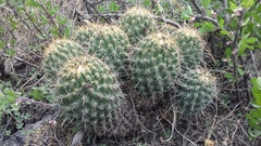 Coryphantha octacantha