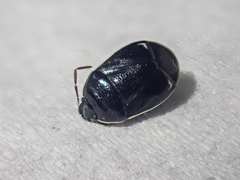 Sehirus cinctus albonotatus