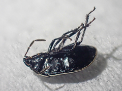 Sehirus cinctus albonotatus