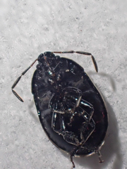 Sehirus cinctus albonotatus