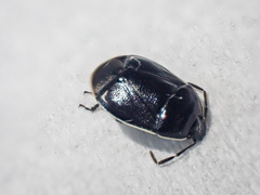 Sehirus cinctus albonotatus
