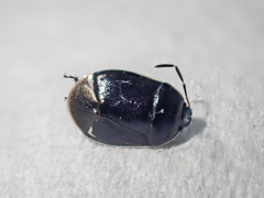 Sehirus cinctus albonotatus