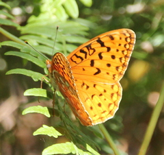 Speyeria coronis semiramis