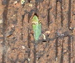 Xerophloea peltata