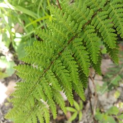 Notholaena galeottii