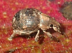 Pseudocneorhinus bifasciatus