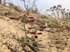Rehmannia glutinosa