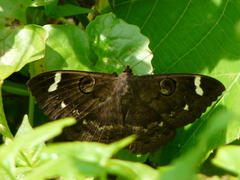 Erebus hieroglyphica