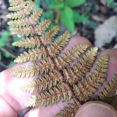 Notholaena galeottii