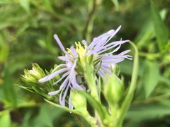 Eurybia surculosa
