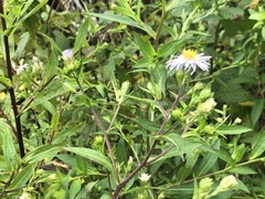 Eurybia surculosa