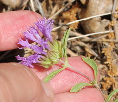 Monardella breweri lanceolata