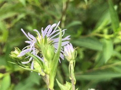 Eurybia surculosa