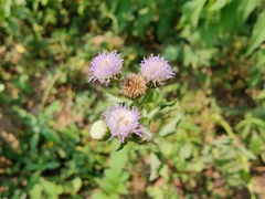Vernonia patula