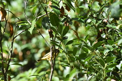 Geothlypis philadelphia