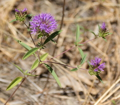 Monardella breweri lanceolata