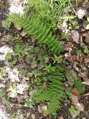 Notholaena galeottii