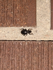 Otiorhynchus meridionalis
