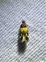 Triclonella determinatella